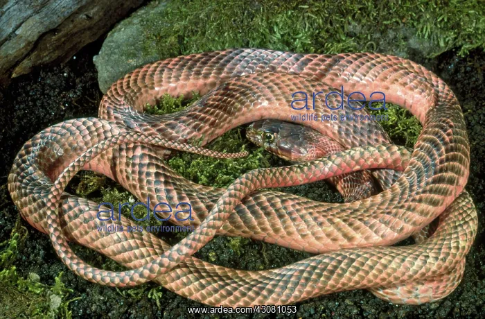: Western coachwhip snake : Western coachwhip snake