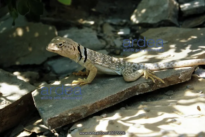 : Western Collared Lizard : Western Collared Lizard
