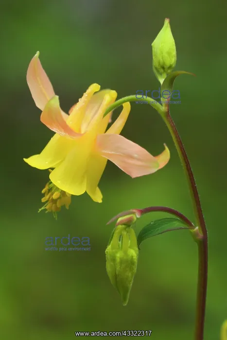 : Western Columbine - blooming columbine in a forest : Western Columbine - blooming columbine in a forest