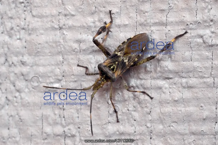 : Western Conifer Seed Bug : Western Conifer Seed Bug