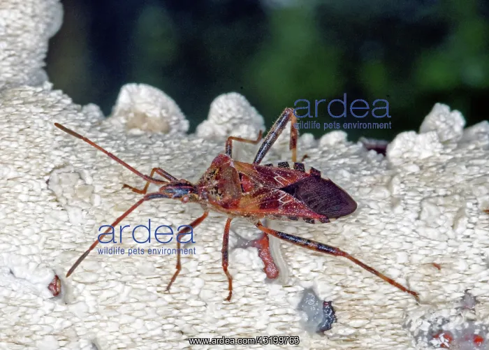 : Western Conifer Seed Bug : Western Conifer Seed Bug