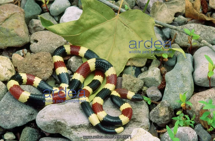 : Western Coral Snake : Western Coral Snake