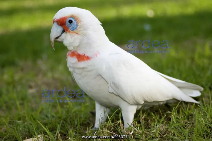 : Western Corella : Western Corella