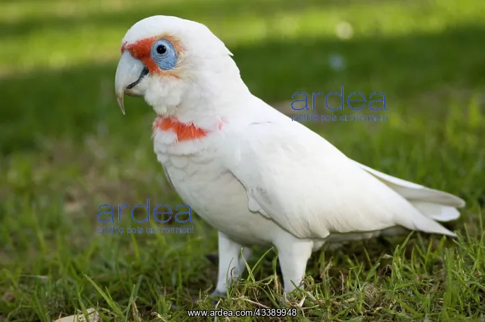 : Western Corella : Western Corella