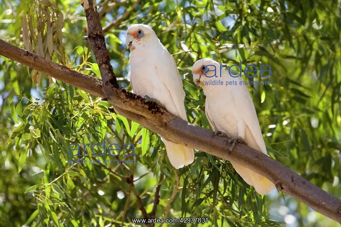 : Western Corella - sheltering from the sun toward midday : Western Corella - sheltering from the sun toward midday