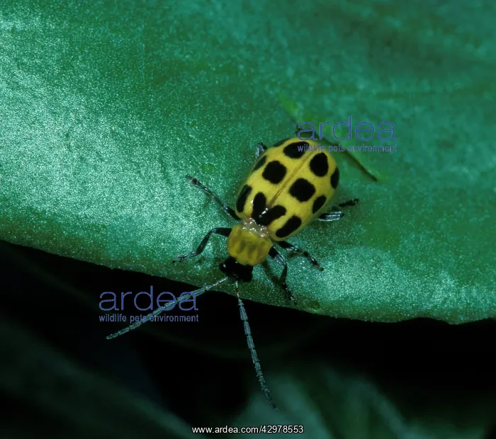 : Western Corn Rootworm - Adult on a leaf : Western Corn Rootworm - Adult on a leaf