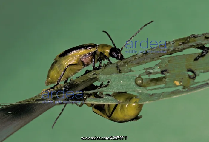  : Western corn rootworm - Adults eating corn leaves