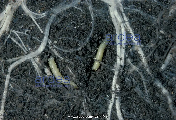 : Western corn rootworm - Larvas in the soil eating : Western corn rootworm - Larvas in the soil eating