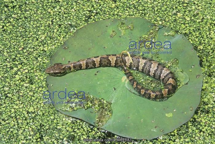 : Western Cottonmouth digesting food : Western Cottonmouth digesting food