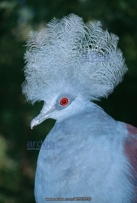 : Western crowned-pigeon. Also known as: Blue crowned-pigeon : Western crowned-pigeon. Also known as: Blue crowned-pigeon