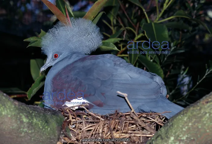 : Western crowned-pigeon. Also known as: Blue crowned-pigeon : Western crowned-pigeon. Also known as: Blue crowned-pigeon