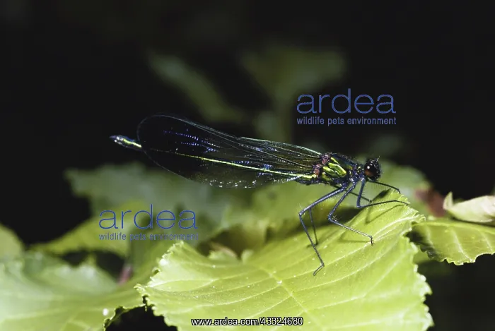 : Western Dark-winged Damselfly : Western Dark-winged Damselfly