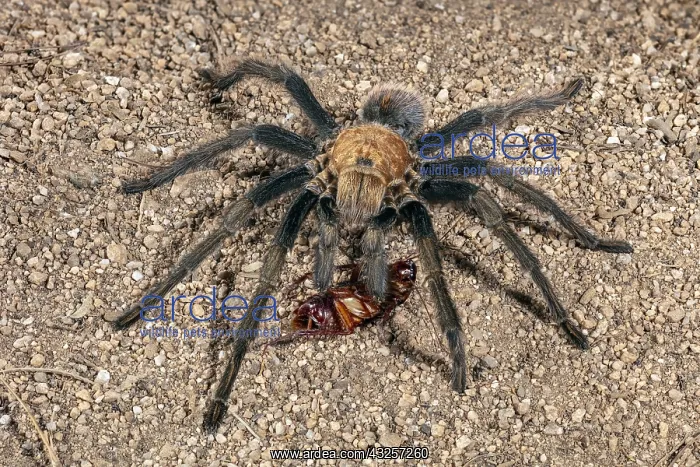  : or the Western Desert Tarantula (Aphonopelma Chalcodes)