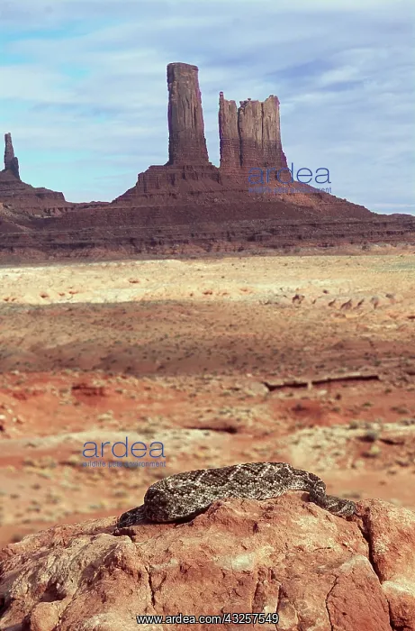 : Western Diamonback Rattlesnake : Western Diamonback Rattlesnake