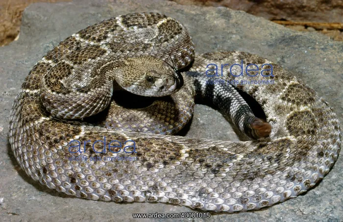 : Western Diamond-Back Rattlesnake : Western Diamond-Back Rattlesnake