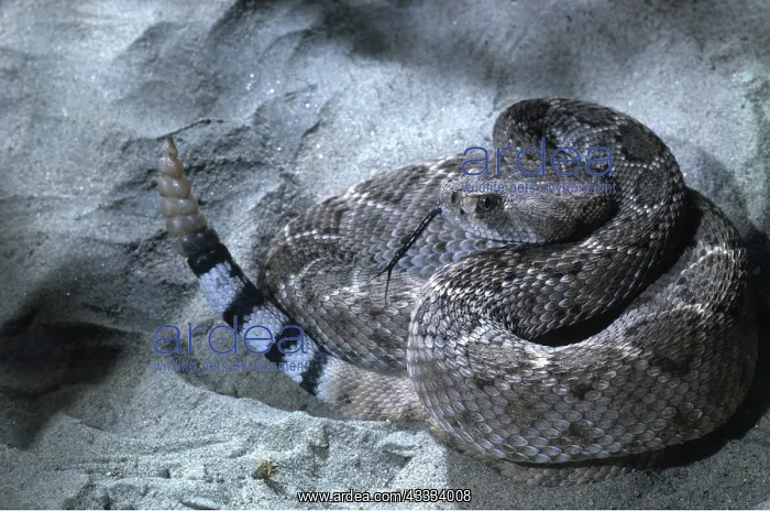 : Western Diamond-Back Rattlesnake : Western Diamond-Back Rattlesnake