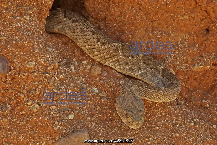 : Western Diamond-backed Rattlesnake : Western Diamond-backed Rattlesnake