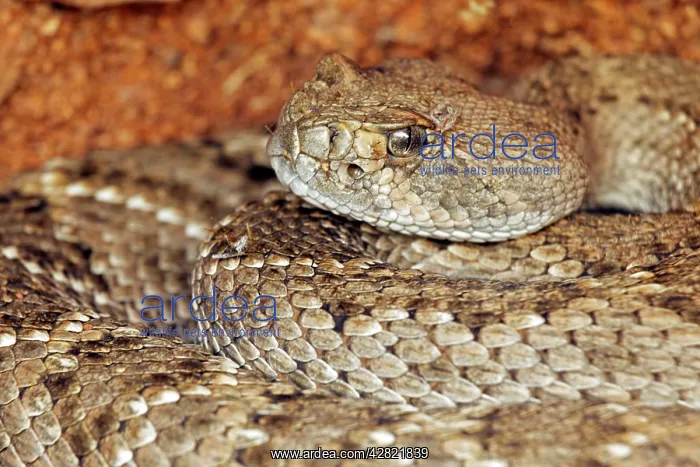 : Western Diamond-backed Rattlesnake : Western Diamond-backed Rattlesnake