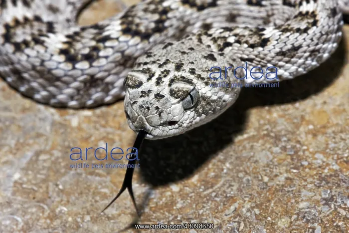 : Western Diamond-backed Rattlesnake : Western Diamond-backed Rattlesnake