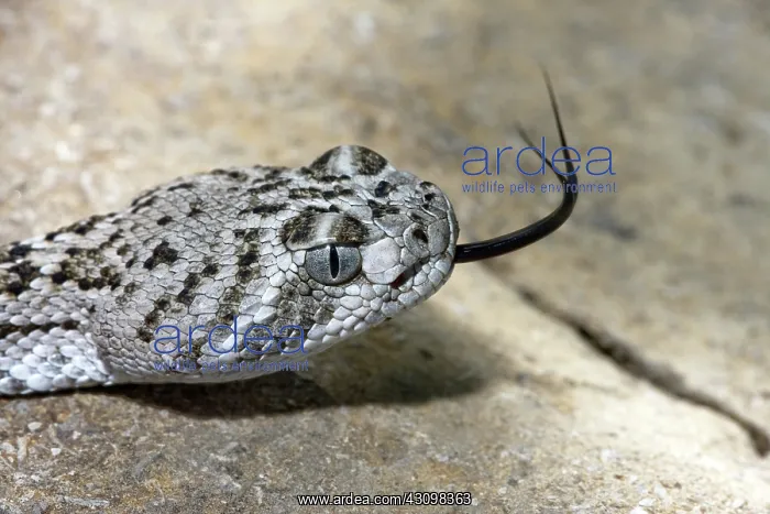 : Western Diamond-backed Rattlesnake : Western Diamond-backed Rattlesnake