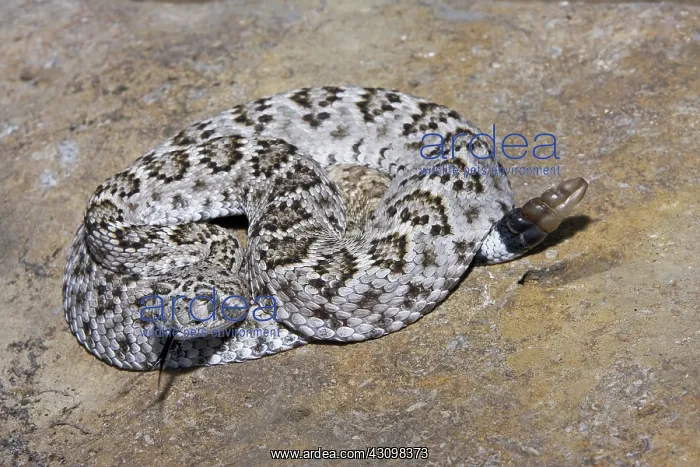 : Western Diamond-backed Rattlesnake : Western Diamond-backed Rattlesnake