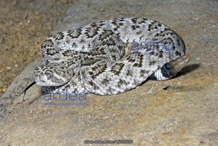 : Western Diamond-backed Rattlesnake : Western Diamond-backed Rattlesnake