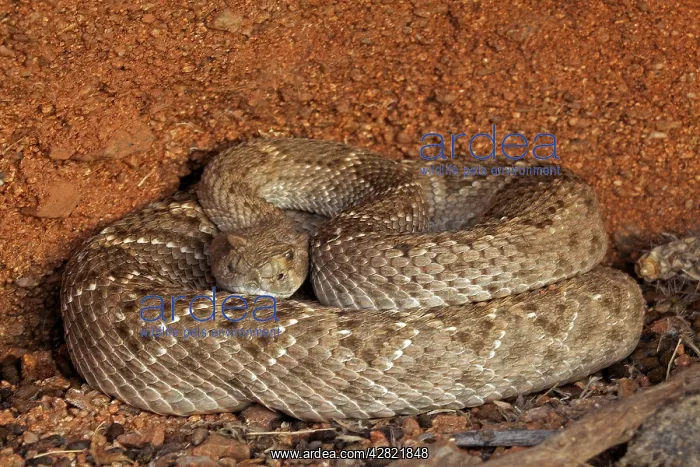 : Western Diamond-backed Rattlesnake - emerging from : Western Diamond-backed Rattlesnake - emerging from