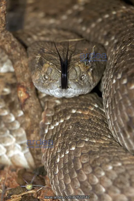 : Western Diamond-backed Rattlesnake - emerging from : Western Diamond-backed Rattlesnake - emerging from