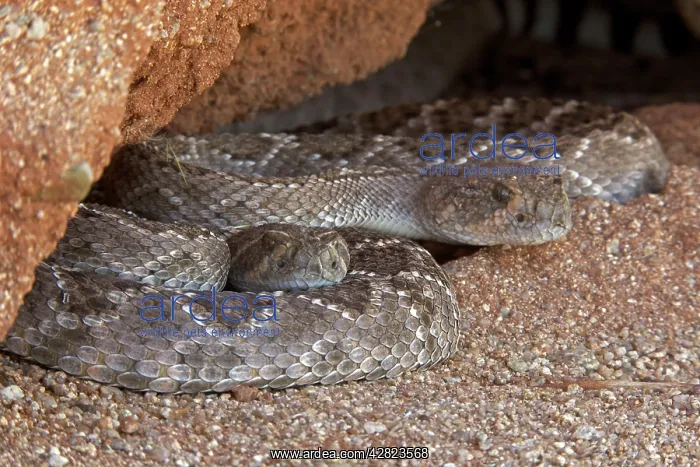 : Western Diamond-backed Rattlesnake - emerging from : Western Diamond-backed Rattlesnake - emerging from
