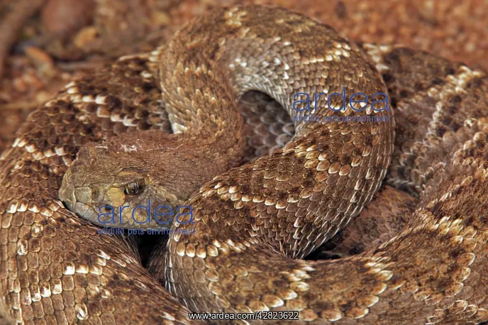 : Western Diamond-backed Rattlesnake - emerging from : Western Diamond-backed Rattlesnake - emerging from