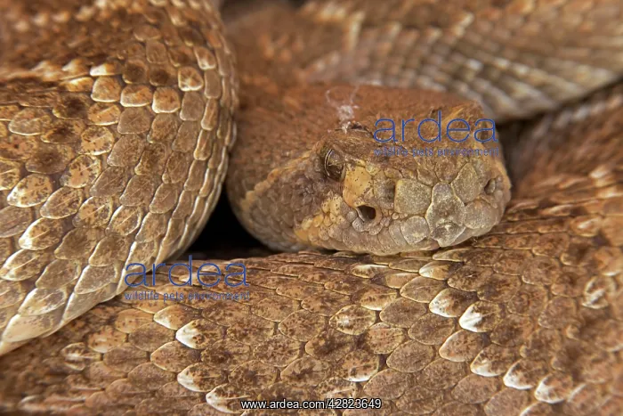 : Western Diamond-backed Rattlesnake - emerging from : Western Diamond-backed Rattlesnake - emerging from