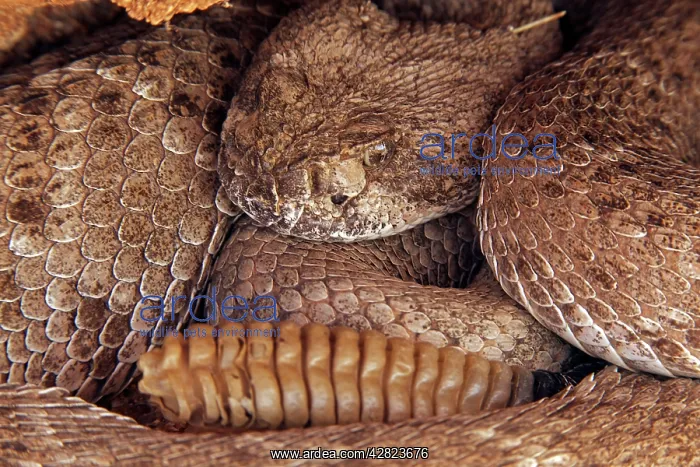 : Western Diamond-backed Rattlesnake - emerging from : Western Diamond-backed Rattlesnake - emerging from