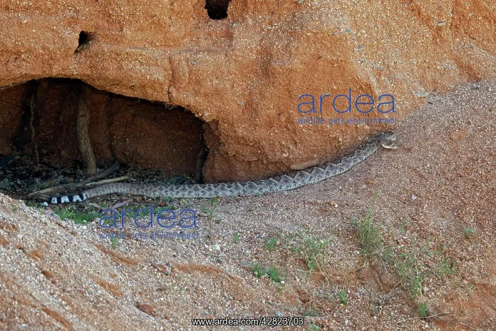 : Western Diamond-backed Rattlesnake - emerging from : Western Diamond-backed Rattlesnake - emerging from