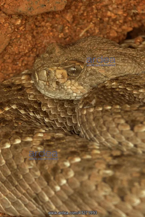 : Western Diamond-backed Rattlesnake(s) - Crotalus atrox -Ariz : Western Diamond-backed Rattlesnake(s) - Crotalus atrox -Ariz