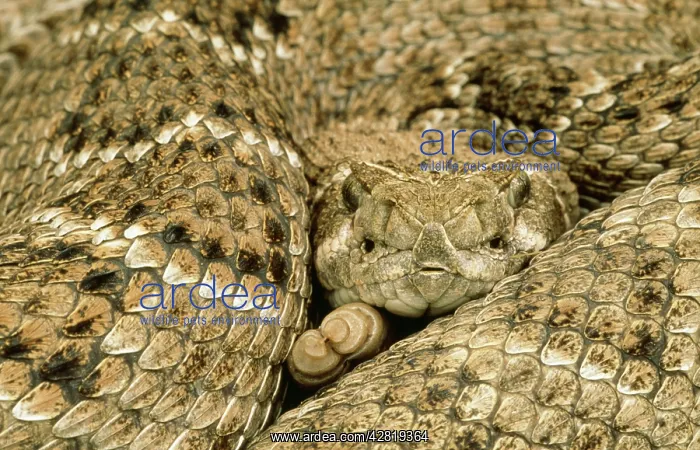 : Western Diamond Back Rattlesnake : Western Diamond Back Rattlesnake