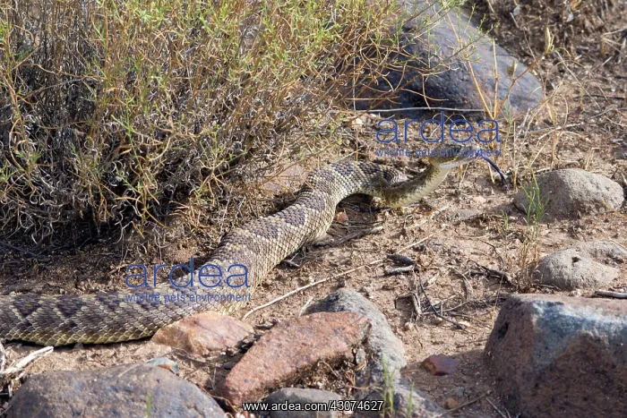 : Western Diamondback : Western Diamondback