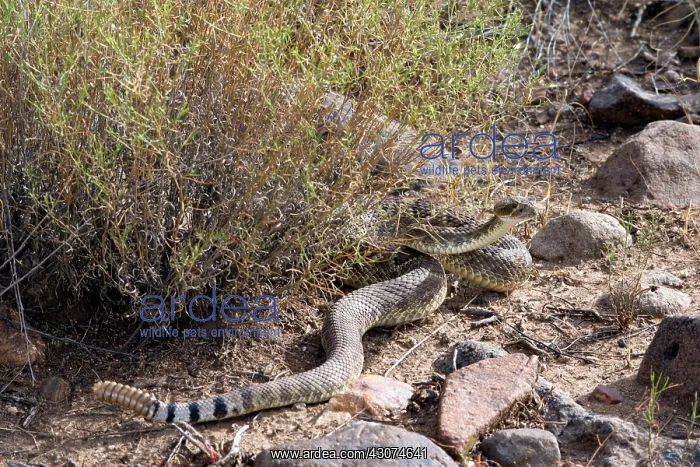 : Western Diamondback : Western Diamondback