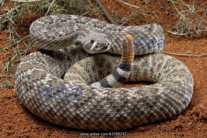  : Western Diamondback Rattel Snake (Crotalus atrox)