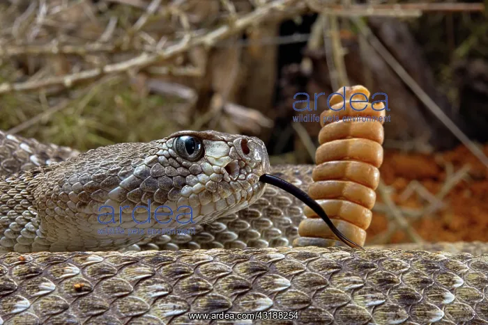 : Western Diamondback Rattel Snake (Crotalus atrox) : Western Diamondback Rattel Snake (Crotalus atrox)