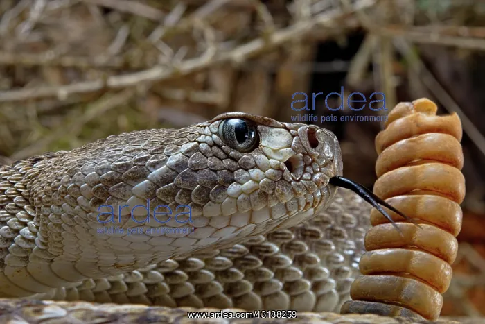 : Western Diamondback Rattel Snake (Crotalus atrox) : Western Diamondback Rattel Snake (Crotalus atrox)
