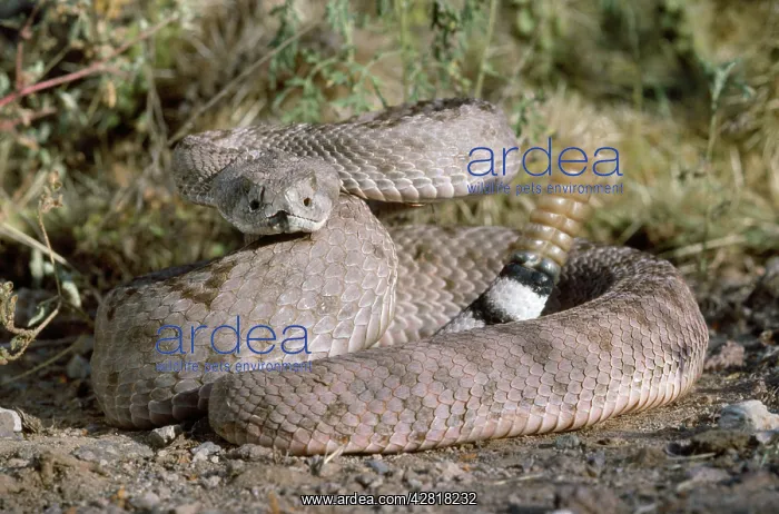 : Western Diamondback Rattlesnake : Western Diamondback Rattlesnake