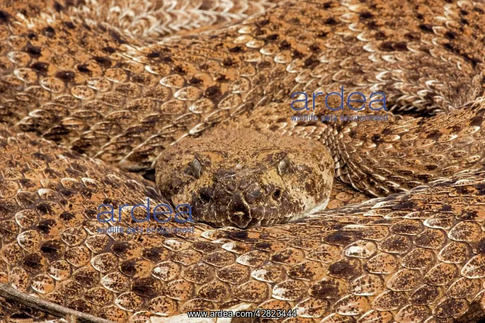 : Western Diamondback Rattlesnake : Western Diamondback Rattlesnake