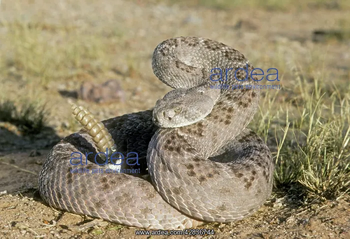 : Western Diamondback Rattlesnake : Western Diamondback Rattlesnake