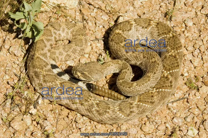 : Western Diamondback Rattlesnake : Western Diamondback Rattlesnake