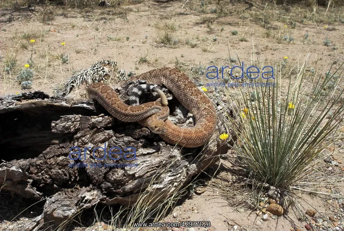 : Western Diamondback Rattlesnake : Western Diamondback Rattlesnake