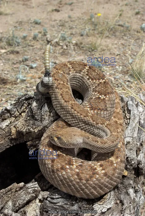 : Western Diamondback Rattlesnake : Western Diamondback Rattlesnake