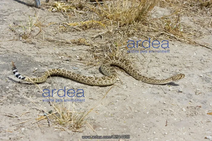 : Western Diamondback Rattlesnake : Western Diamondback Rattlesnake