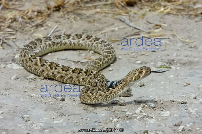 : Western Diamondback Rattlesnake : Western Diamondback Rattlesnake