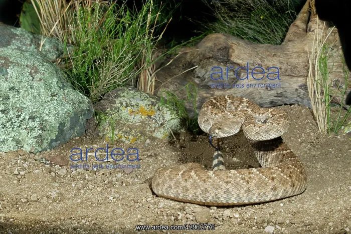: Western Diamondback Rattlesnake : Western Diamondback Rattlesnake