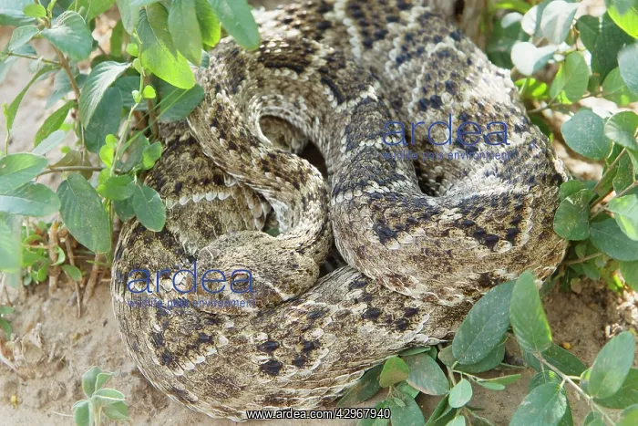 : Western Diamondback Rattlesnake : Western Diamondback Rattlesnake